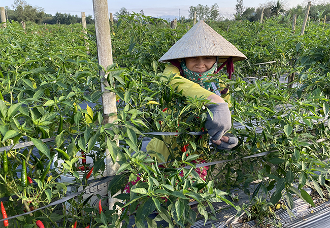 Bình Định: Nông dân trúng đậm vụ ớt Đông Xuân 