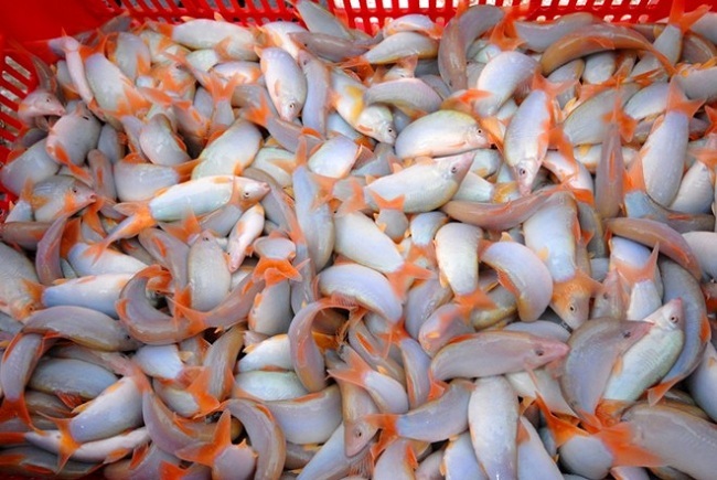 Cá heo nước ngọt giá 800.000 đồng/kg, siêu đắt hàng nhưng khan hiếm 