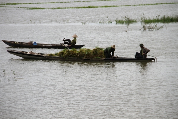 Đắk Lắk: Mưa lớn ngập 300ha lúa chưa kịp chín,người dân mượn thuyền chở lúa
