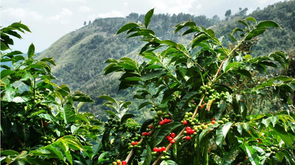Giá cà phê hôm nay 23/8: Cao hơn 500 đồng so với cuối tuần trước, dự báo diện tích trồng cà phê ở Việt Nam tiếp tục giảm