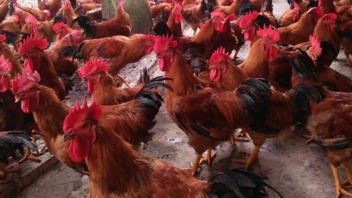 Giá gia cầm hôm nay 1/9: Tăng nhẹ, ĐBSCL hiện có hơn 9 triệu con gà chờ bán 