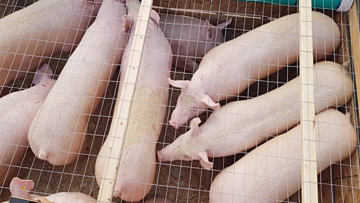 Giá lợn hơi ngày hôm nay 30/10: Miền Bắc giảm mạnh từ 3.000 - 5.000 đồng/kg