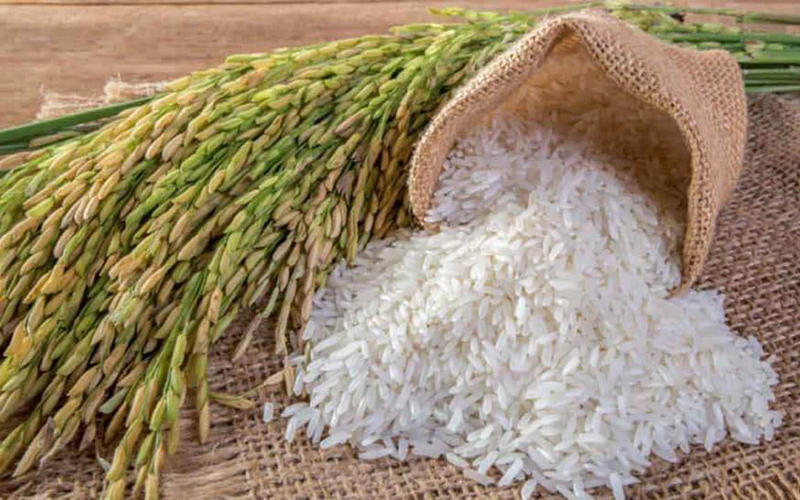 Giá lúa gạo hôm nay 15/9: Không biến động so với hôm qua, giá lúa Thu Đông thu hoạch sớm giảm