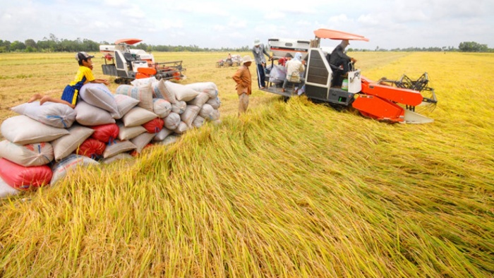 Giá lúa gạo hôm nay 2/9/2021: Thị trường tăng, Hàn Quốc mở thầu mua 42 nghìn tấn gạo