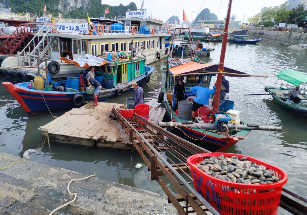 Hải sản liên tục rớt giá, ngư dân lao đao