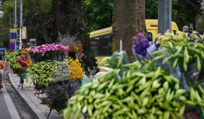 Hoa loa kèn đầu mùa hút khách dù giá cao ngất ngưỡng 