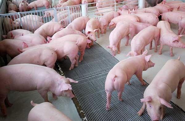 Kỹ thuật nuôi lợn thịt nhanh lớn, cho hiệu quả kinh tế cao