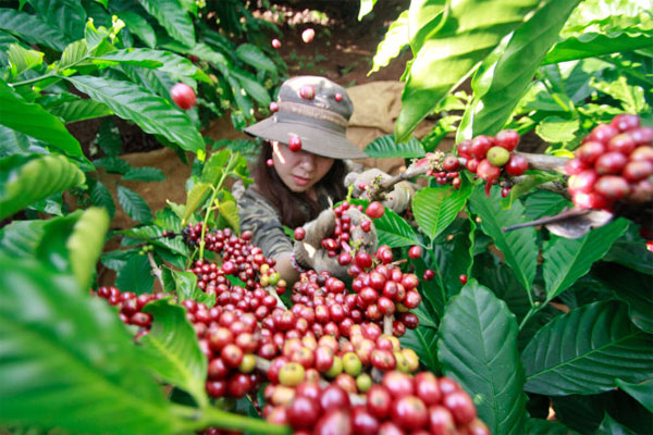 Lâm Đồng: Thiếu 50% lao động thu hái cà phê, tập trung đẩy mạnh nguồn nhân lực tại chỗ