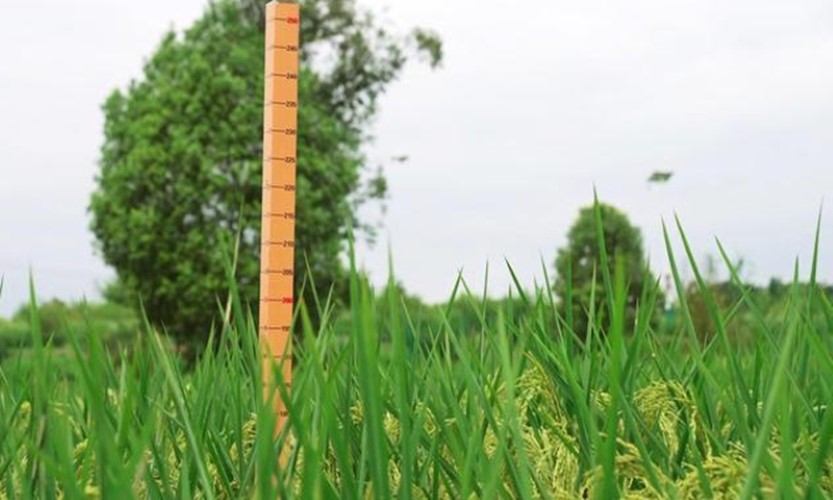 Lúa “khổng lồ” cao 2m ở Trung Quốc, chuyên gia Việt Nam nhận định gì về giá trị thu lợi? 