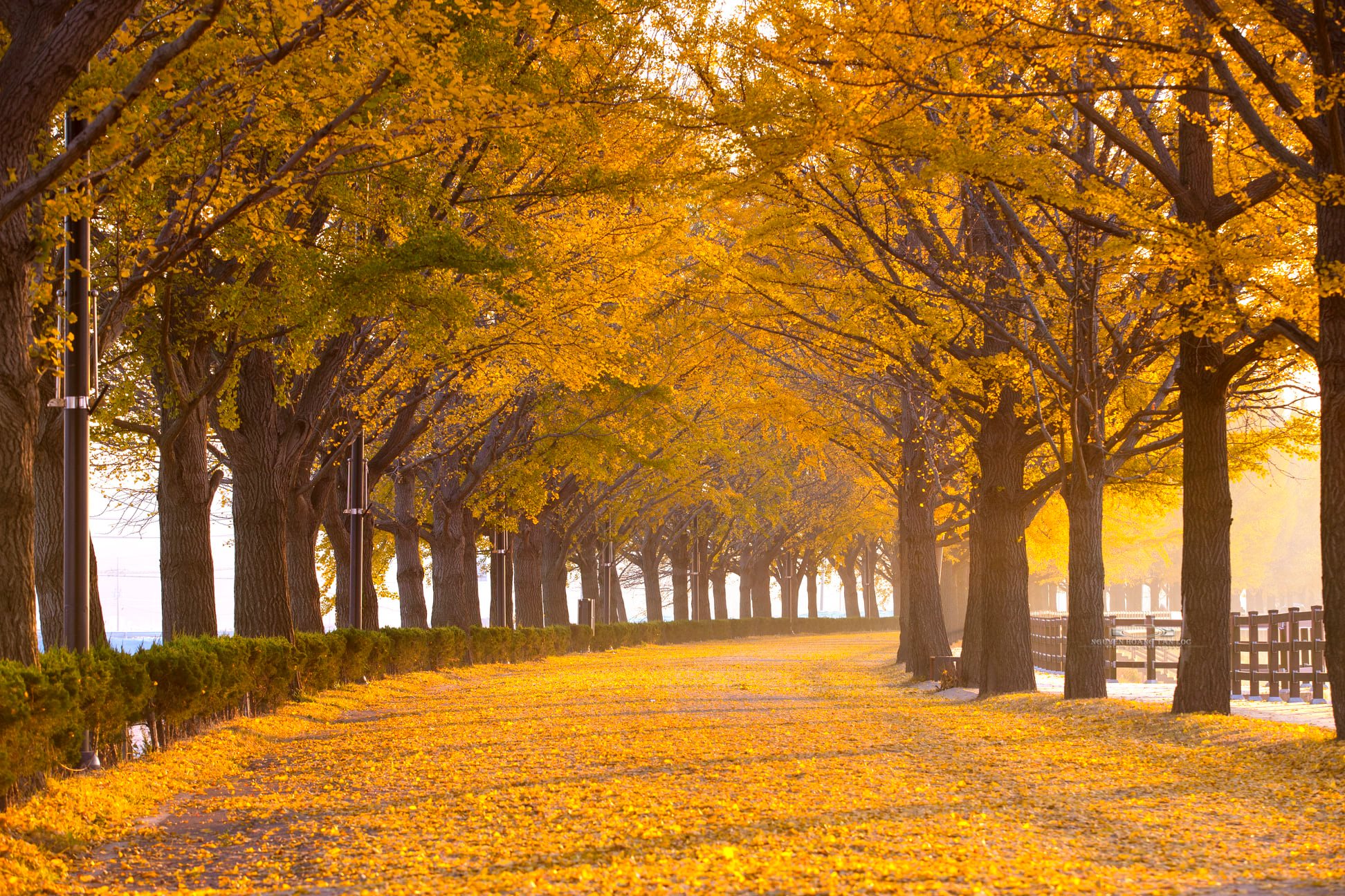 Mùa thu Hàn Quốc có gì đặc biệt? Trải nghiệm mùa thu tại Hàn Quốc