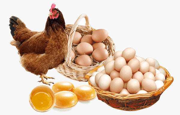 Người chăn nuôi e ngại tái đàn, nguy cơ thiếu trứng, thịt gia cầm vào cuối năm
