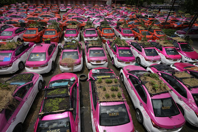 Thái Lan: Ế ẩm vì Covid-19, bãi taxi biến thành vườn rau ấn tượng