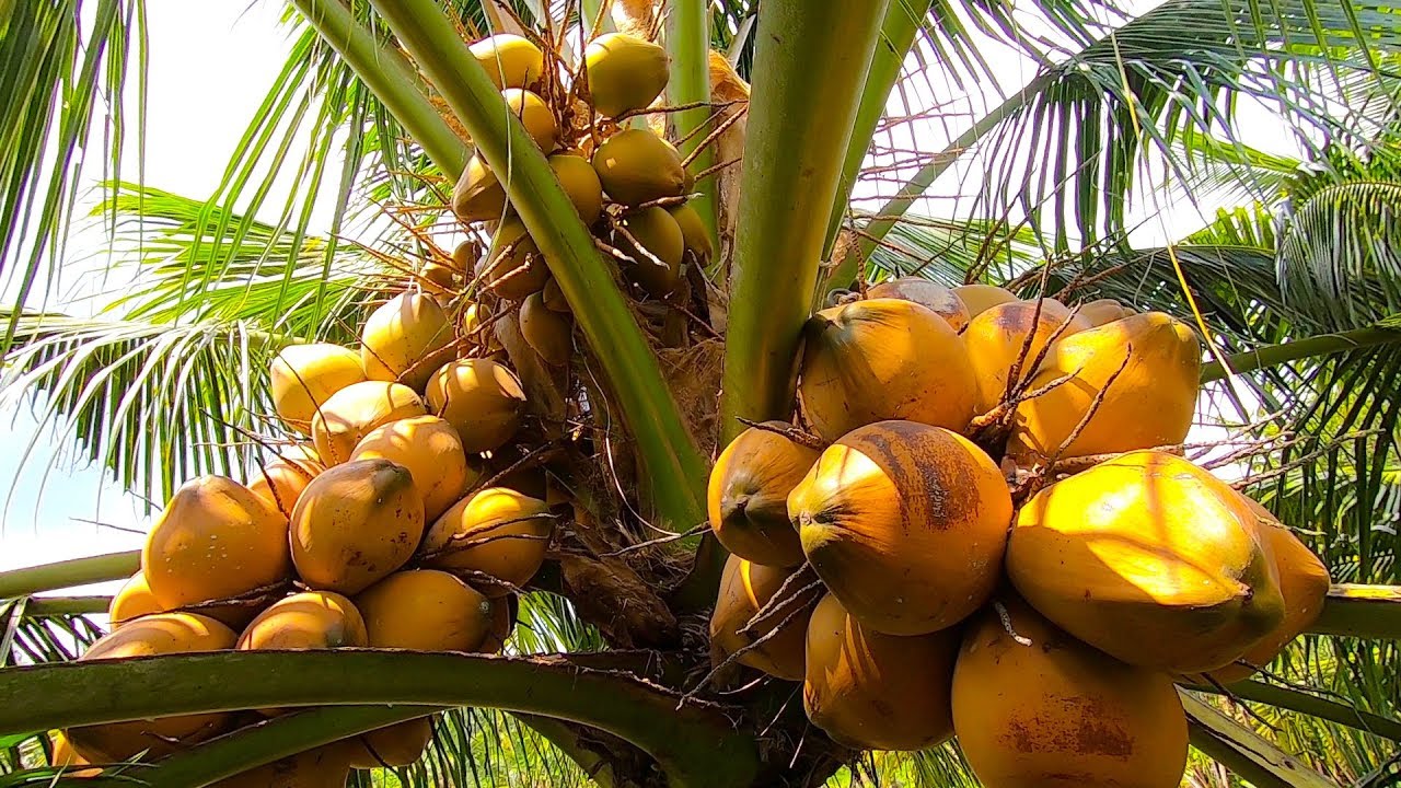 Tiền Giang: Ông nông dân kiếm tiền tỷ mỗi năm nhờ trồng dừa Xiêm lùn Mã Lai
