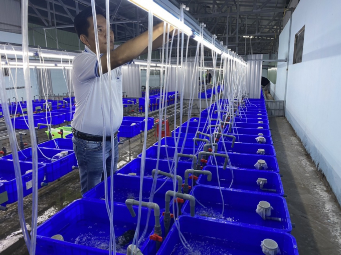 Vĩnh Long: Chi hơn 3,4 tỷ đồng để hỗ trợ phát triển vùng nuôi lươn