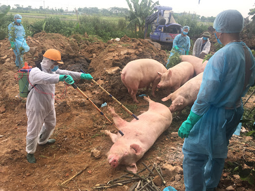 Ngay sau khi phát hiện, lực lượng chức năng đã tiến hành tiêu huy gần 4 tấn lợn và sản phẩm lợn nhiễm bệnh